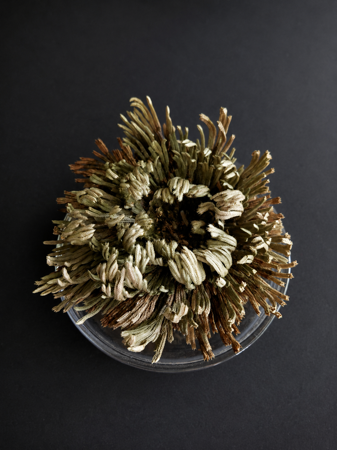Rose of Jericho (Resurrection Plant)